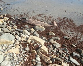 True's Beaked Whale photographed in Rhode Island