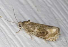 Olethreutes appendiceum