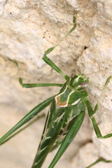 Insara elegans