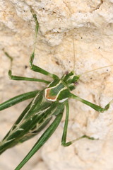 Insara elegans