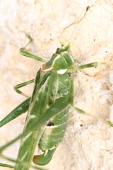 Insara elegans