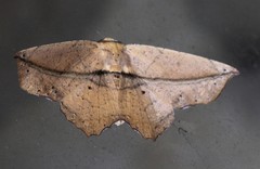 Polyacme dissimilis