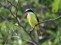 Pitangus sulphuratus