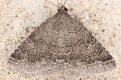 Matigramma pulverilinea