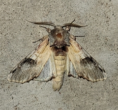 Ianassa pallida