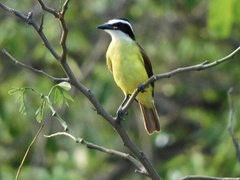 Pitangus sulphuratus