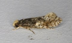 Monopis marginistrigella