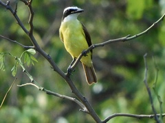 Pitangus sulphuratus