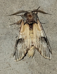 Ianassa pallida