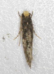 Monopis marginistrigella
