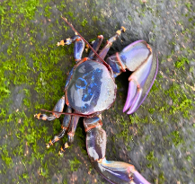 Petrolisthes violaceus