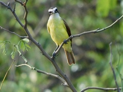 Pitangus sulphuratus