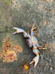 Petrolisthes violaceus