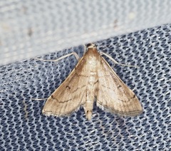Marasmia cochrusalis