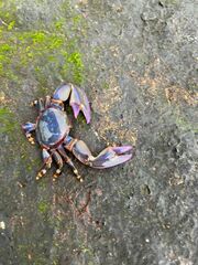 Petrolisthes violaceus