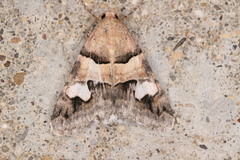 Drasteria pallescens