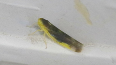 Eupteryx flavoscuta