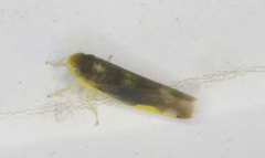 Eupteryx flavoscuta