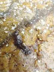 Leptoplanoidea