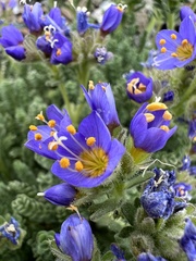 Polemonium eddyense