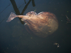 Tetronarce occidentalis