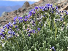 Polemonium eddyense