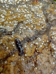 Leptoplanoidea