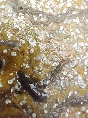 Leptoplanoidea