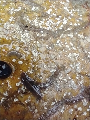 Leptoplanoidea