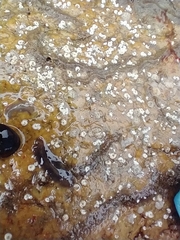 Leptoplanoidea