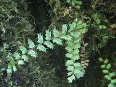 Polystichum atkinsonii