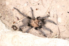 Aphonopelma armada
