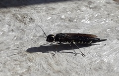 Xiphydria longicollis