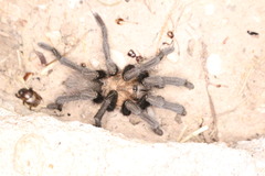 Aphonopelma armada