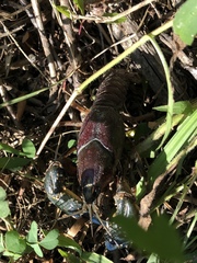 Procambarus liberorum