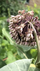 Strangalepta abbreviata