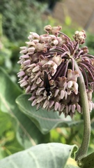 Strangalepta abbreviata