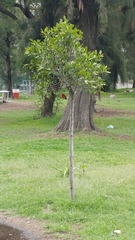 Pyrocephalus rubinus