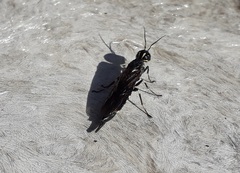 Xiphydria longicollis