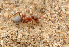 Formica moki