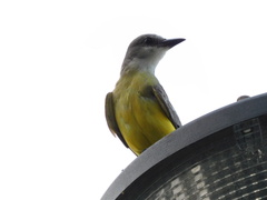 Tyrannus melancholicus