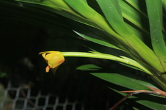 Maxillaria densifolia