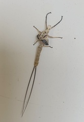Hexagenia