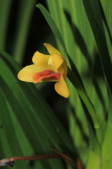 Maxillaria densifolia