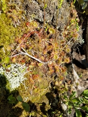 Drosera rotundifolia