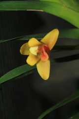 Maxillaria densifolia