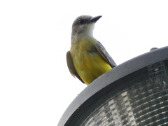 Tyrannus melancholicus