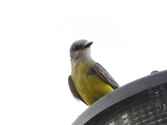 Tyrannus melancholicus