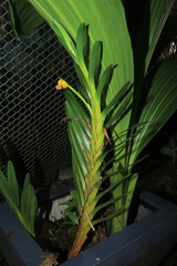 Maxillaria densifolia