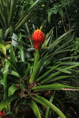Guzmania conifera